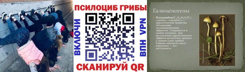 Купить  Кадников  Псилоцибиновые грибы Psilocybe 